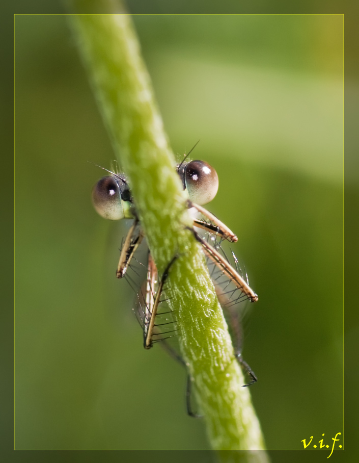 фото "ку-ку..." метки: макро и крупный план, природа, насекомое