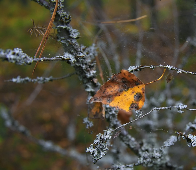 photo "***" tags: landscape, nature, autumn, flowers