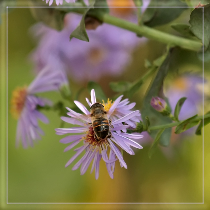 photo "Chrysanthemum" tags: nature, flowers