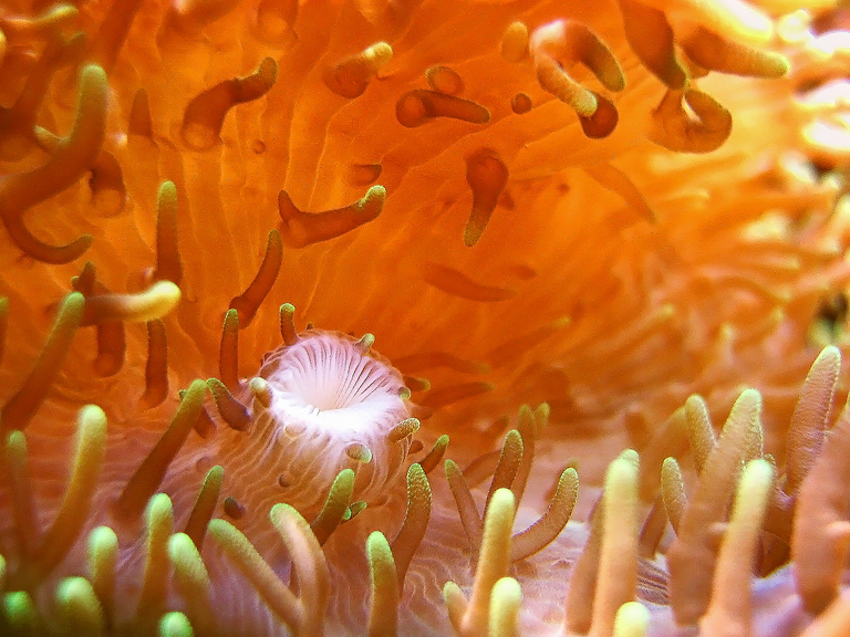 photo "The mouths of the world" tags: macro and close-up, underwater, 