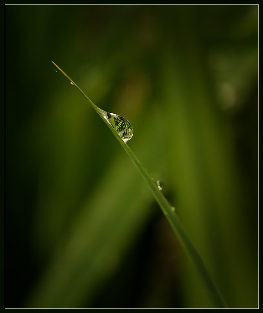 photo "Only one drop of water" tags: macro and close-up, 