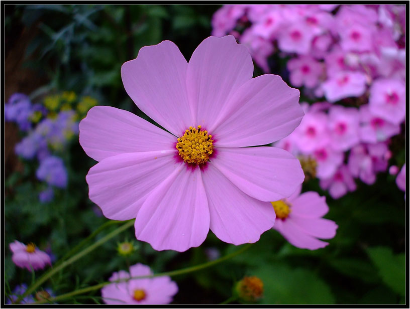 фото "Самый простой цветок" метки: природа, цветы