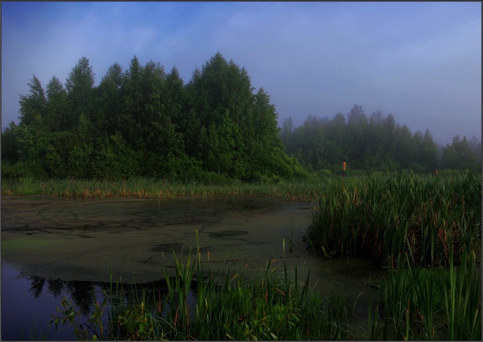 photo "The Bog" tags: landscape, summer