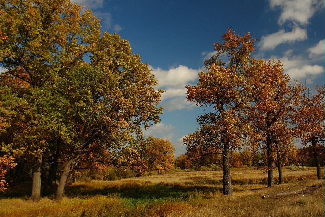 photo "***" tags: landscape, forest