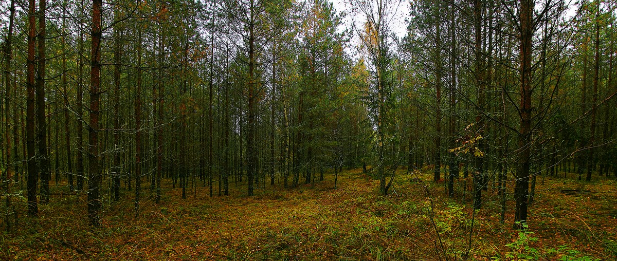 photo "***" tags: landscape, autumn