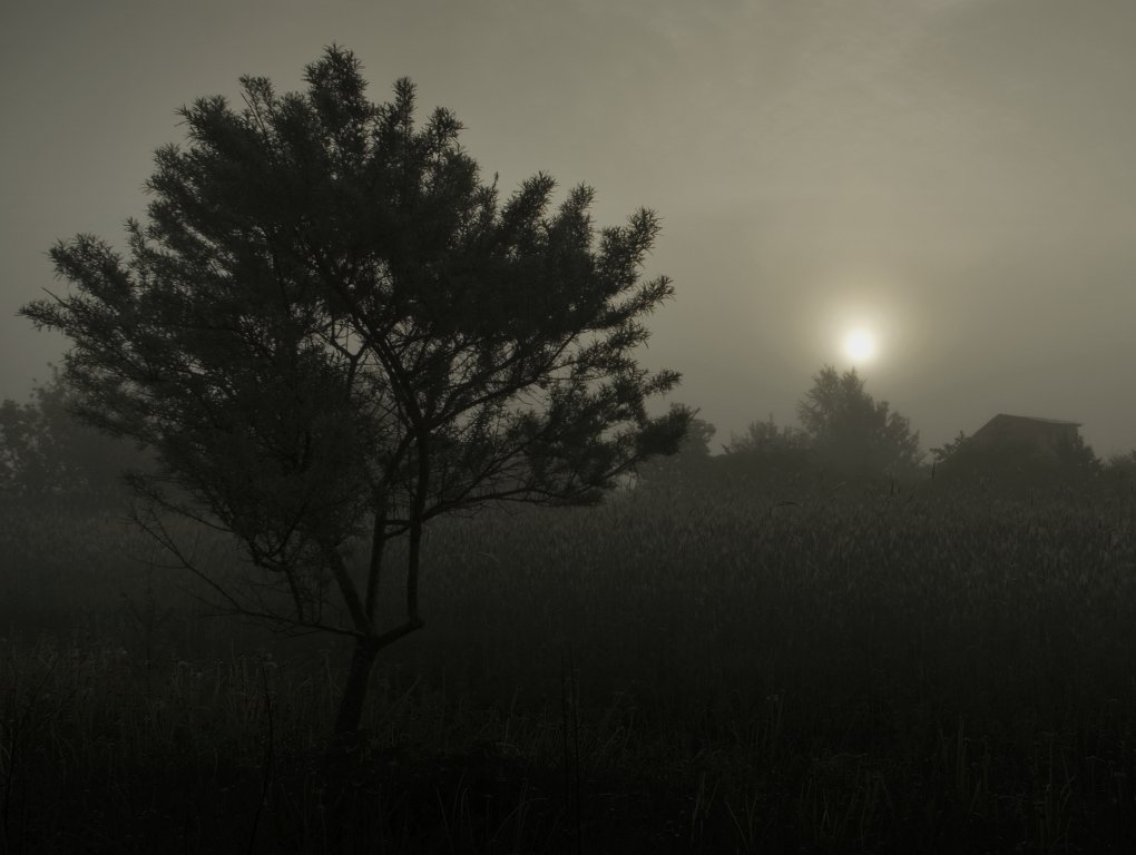 фото "Утро туманное" метки: пейзаж, лето