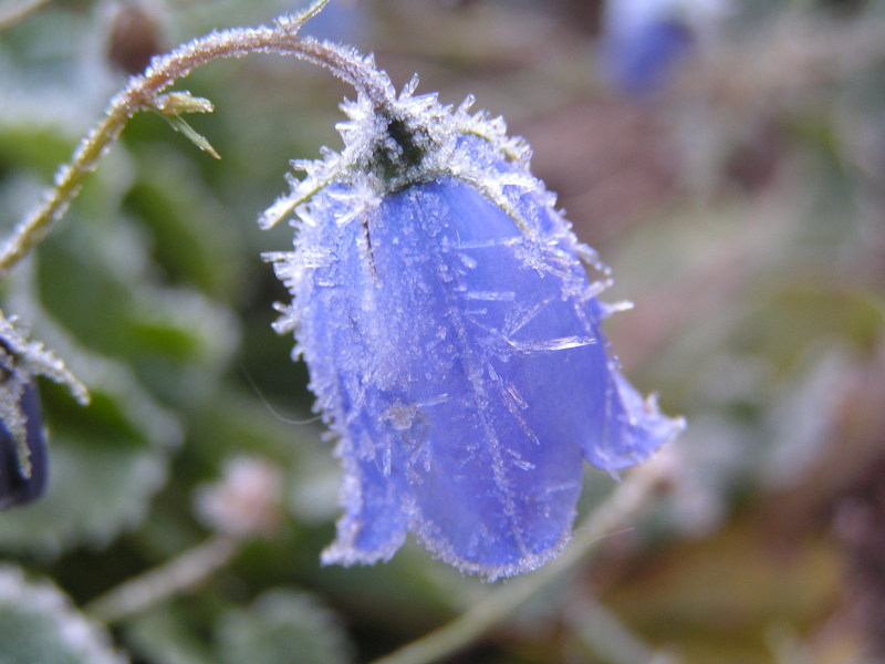 photo "First Frost" tags: macro and close-up, nature, flowers