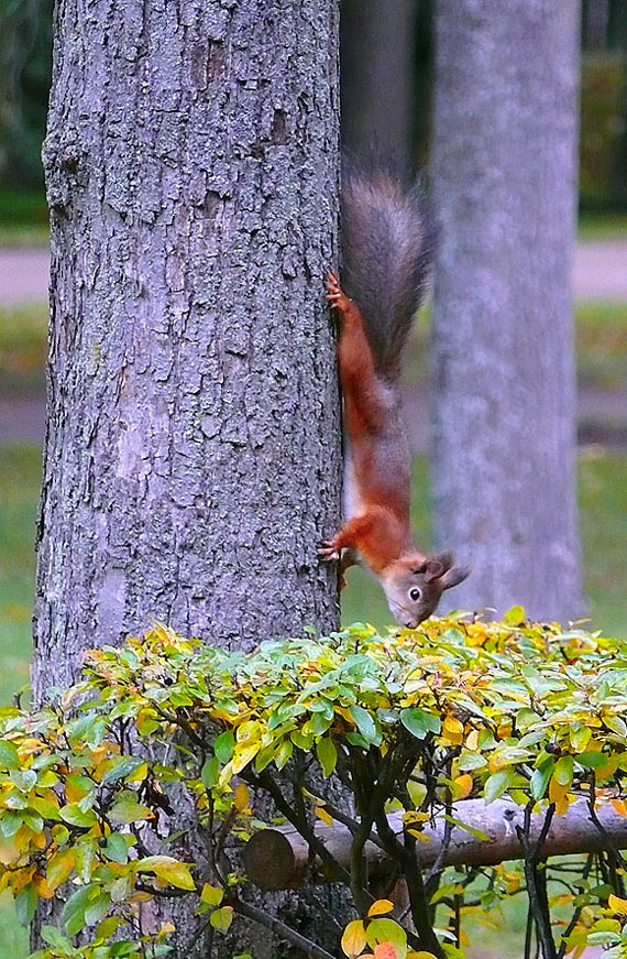 фото "Беличья мимикрия..  :))" метки: , 