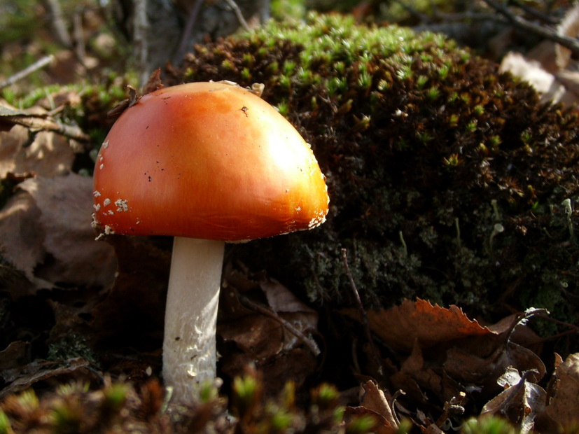 photo "***" tags: nature, macro and close-up, 