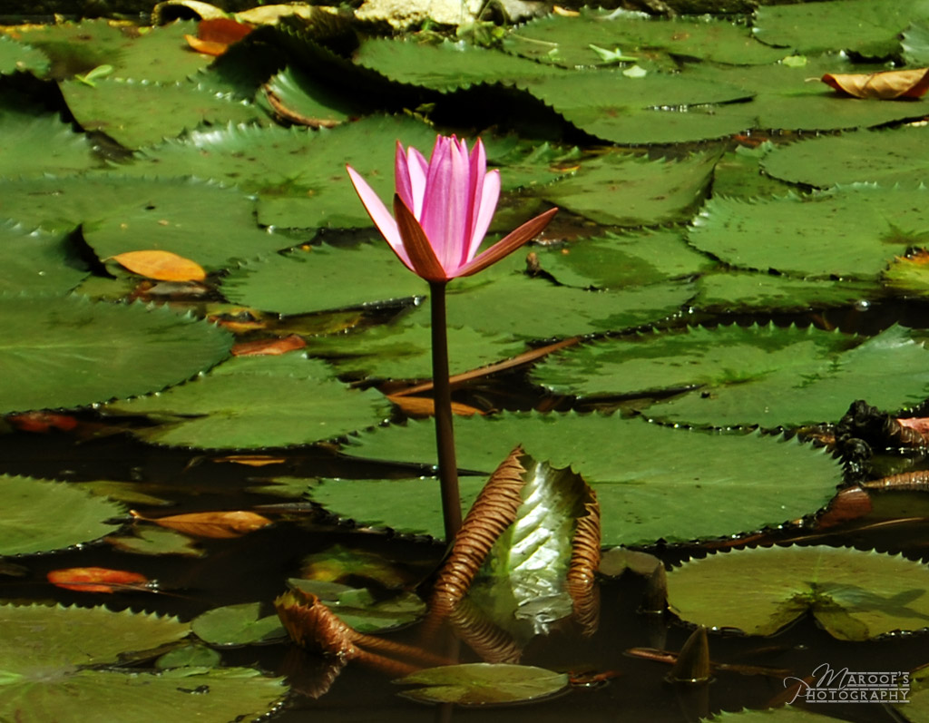 photo "WATER LILI" tags: nature, flowers