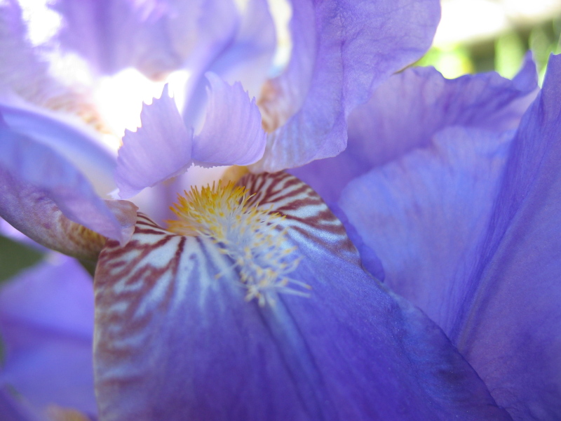 photo "***" tags: macro and close-up, 