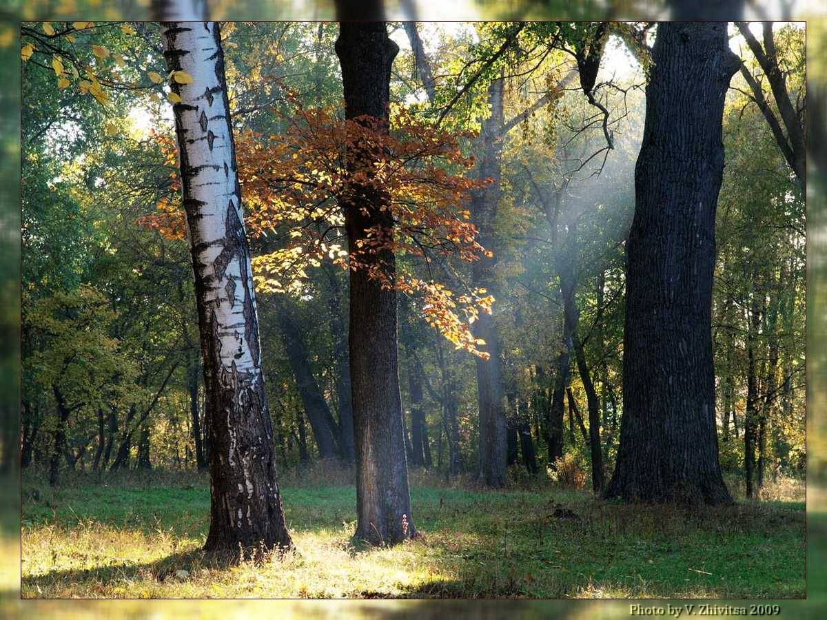 photo "***" tags: landscape, autumn, forest