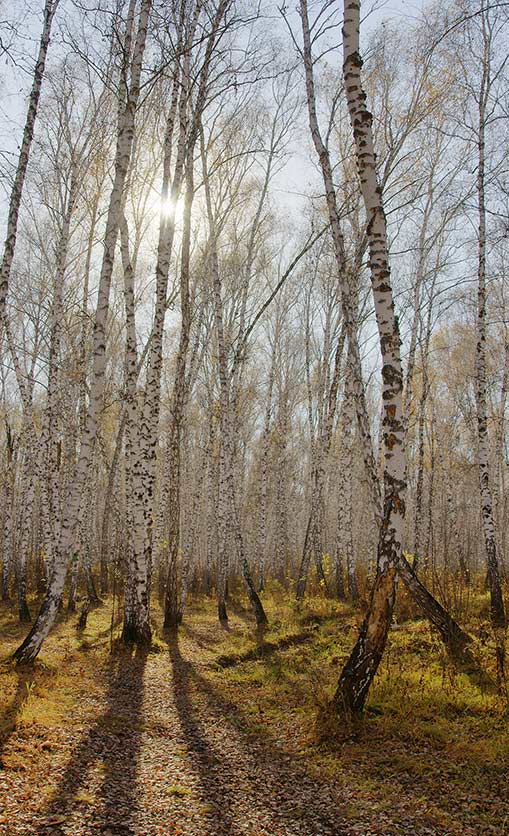 photo "***" tags: landscape, autumn, forest