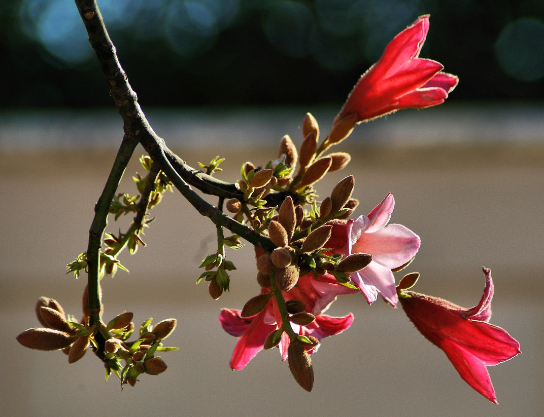 photo "***" tags: nature, flowers