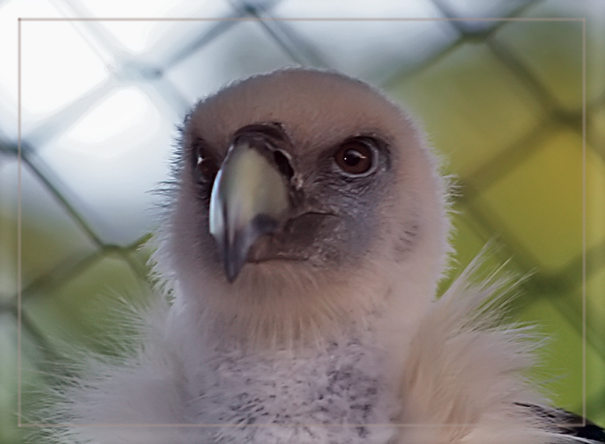 photo "Grief. Fed in captivity." tags: nature, wild animals