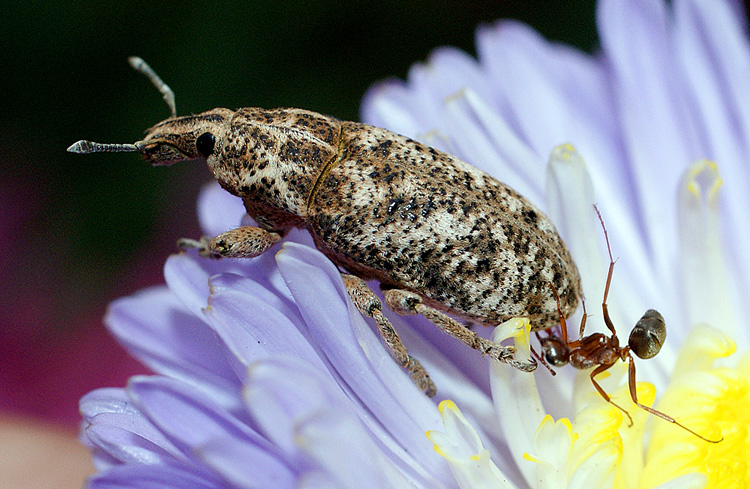 photo "макро,насекомые" tags: macro and close-up, nature, insect