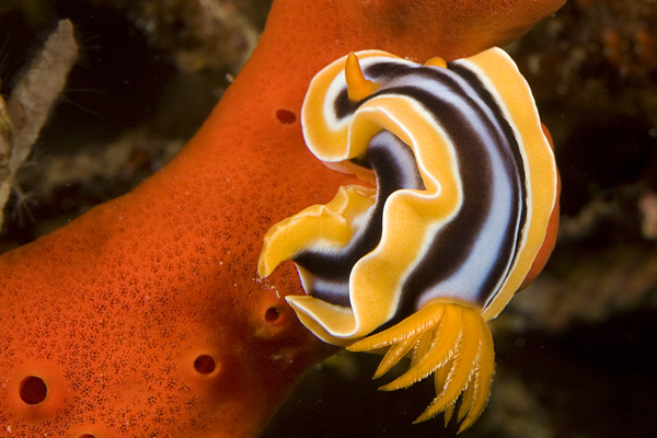 photo "Sea Slug" tags: underwater, 