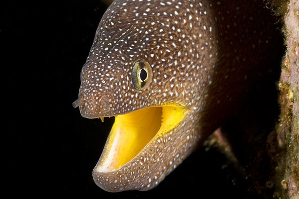 photo "Moray-5" tags: underwater, 