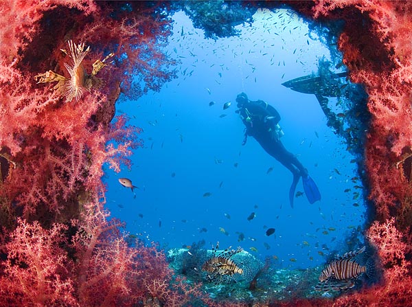 фото "Corals usurpation" метки: подводные, 