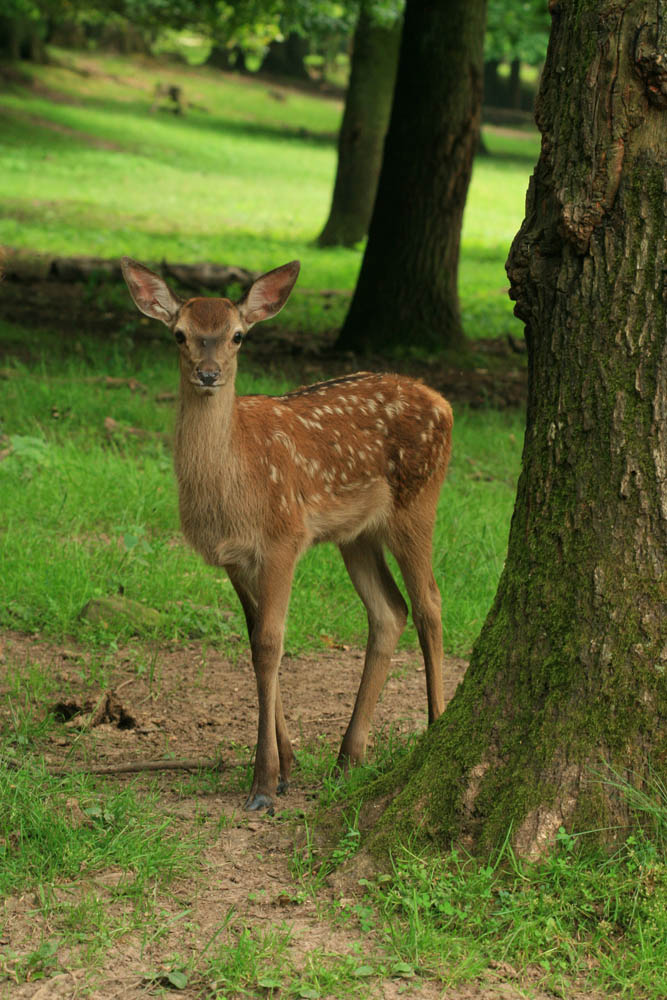 photo "***" tags: nature, wild animals