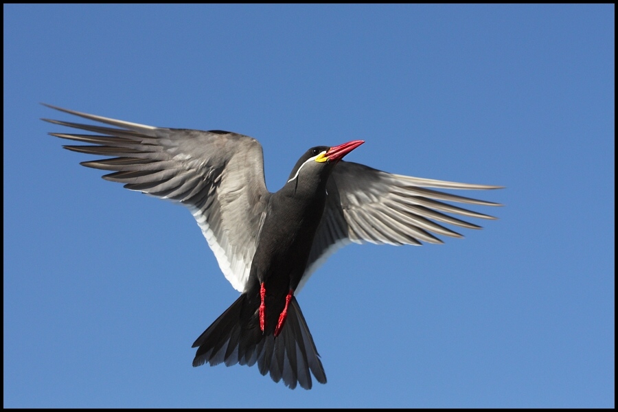 photo "over my head" tags: nature, wild animals