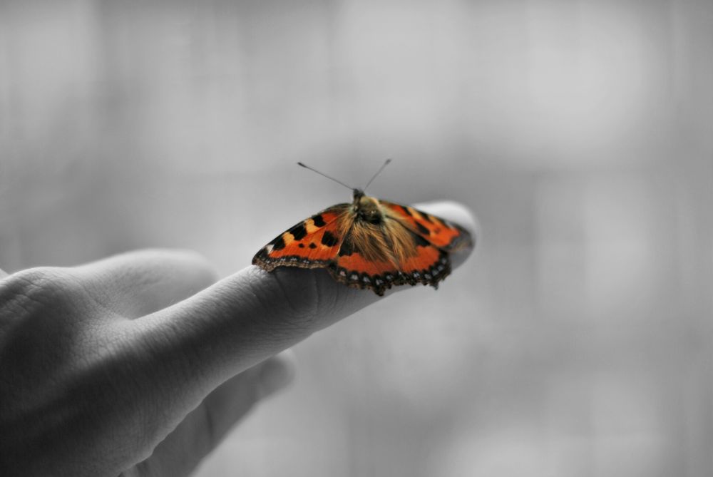 photo "papillon" tags: macro and close-up, 