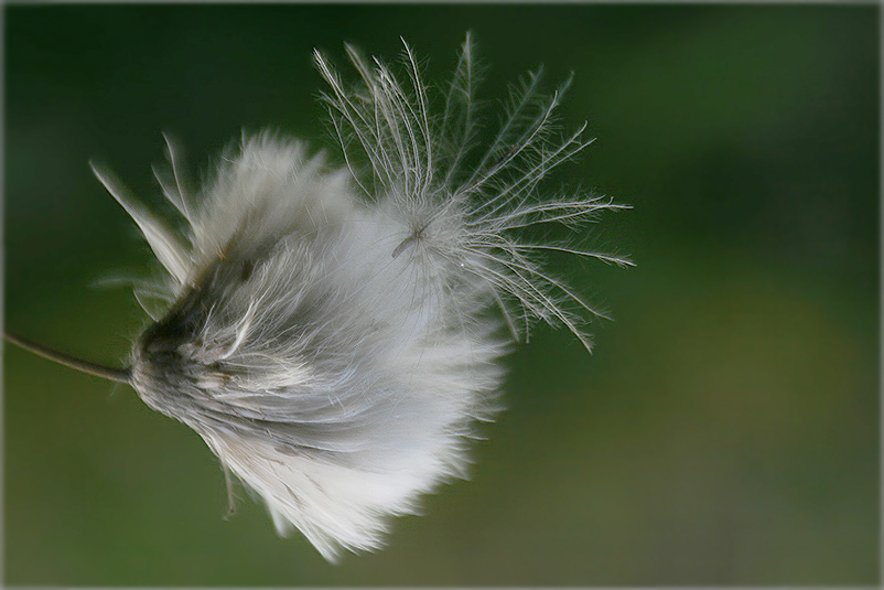 photo "The Tenderness" tags: nature, macro and close-up, flowers