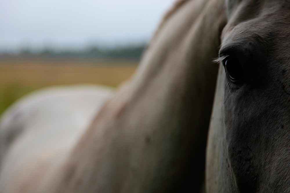 photo "***" tags: nature, fragment, pets/farm animals