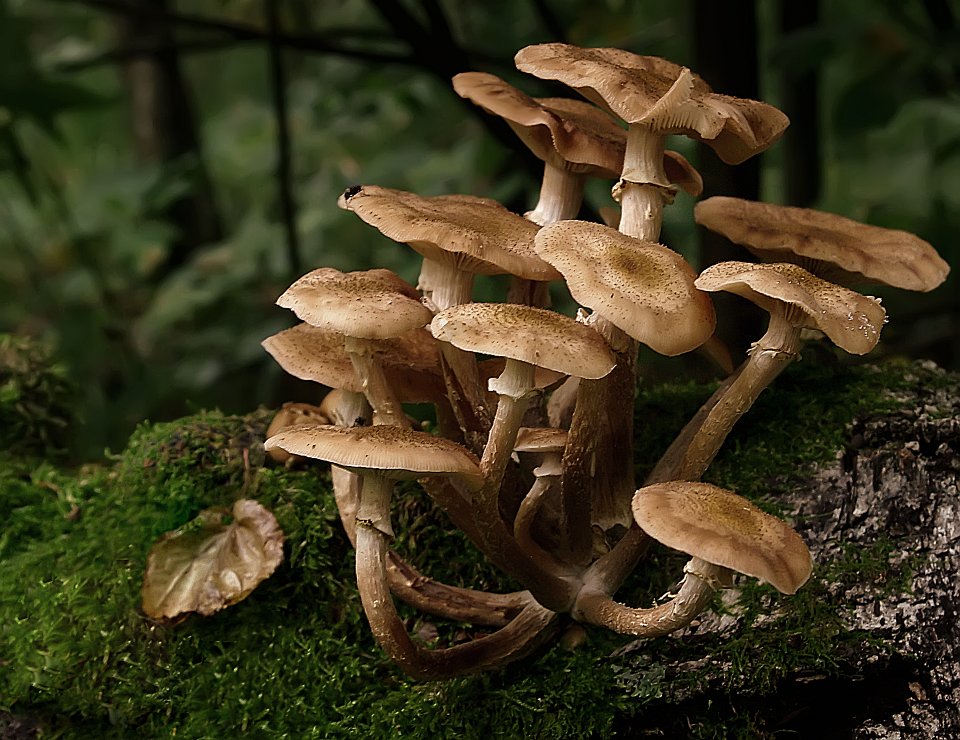 photo "Mushroms Family" tags: macro and close-up, nature, 