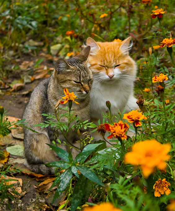 photo "***" tags: nature, pets/farm animals