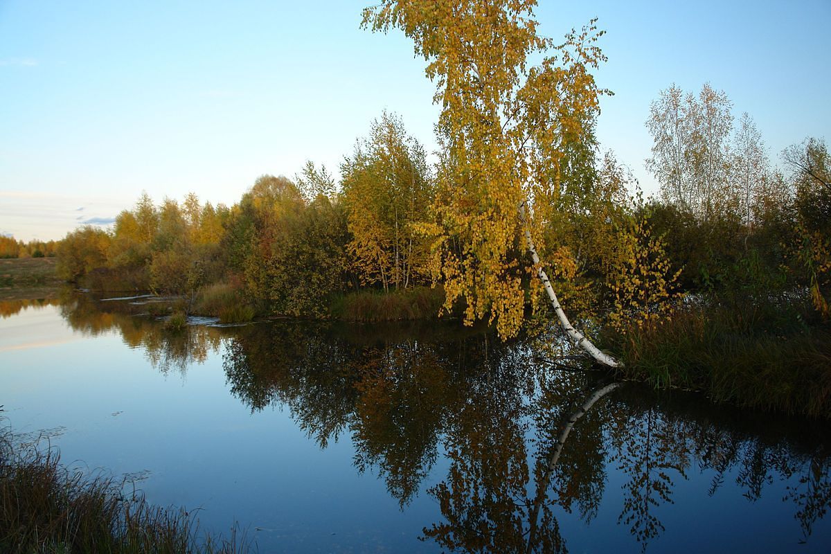 фото "Березка." метки: пейзаж, 