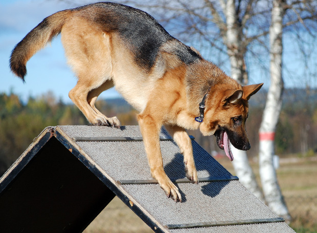 photo "High up" tags: nature, pets/farm animals