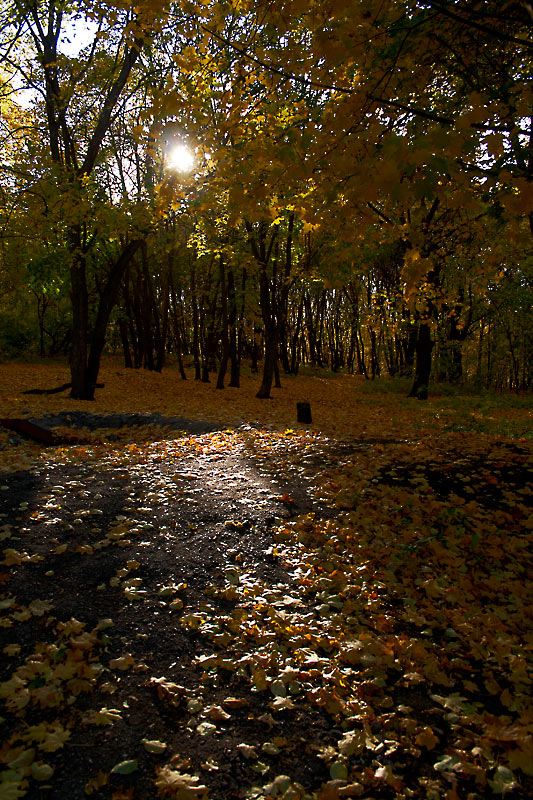 photo "***" tags: landscape, autumn, forest