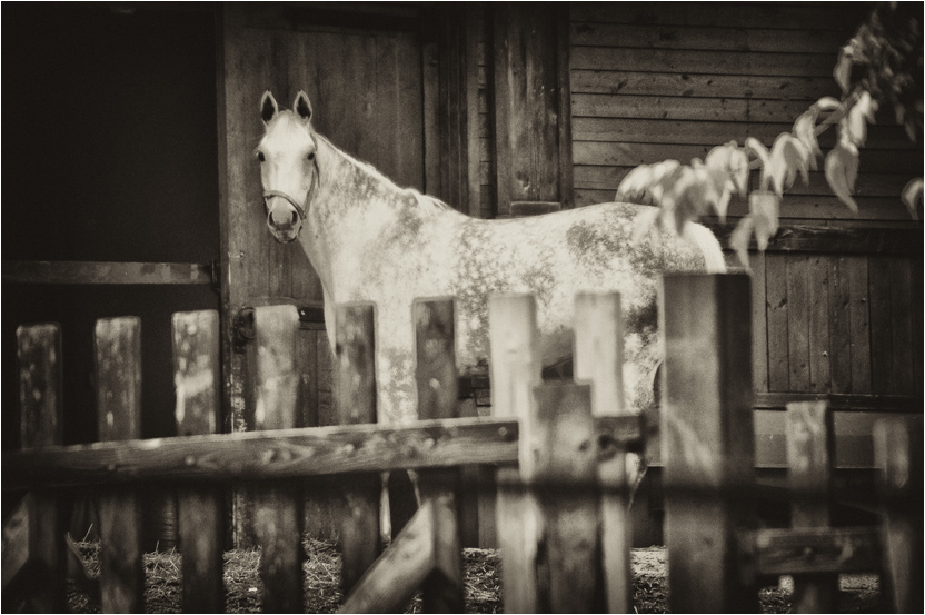 фото "***" метки: природа, домашние животные