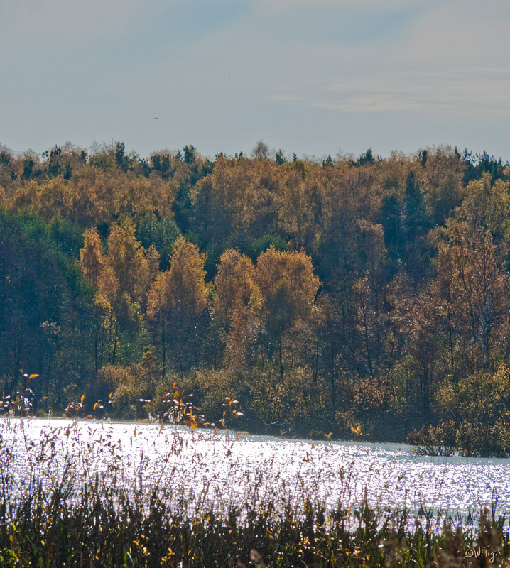 photo "Noon ..." tags: landscape, autumn, forest