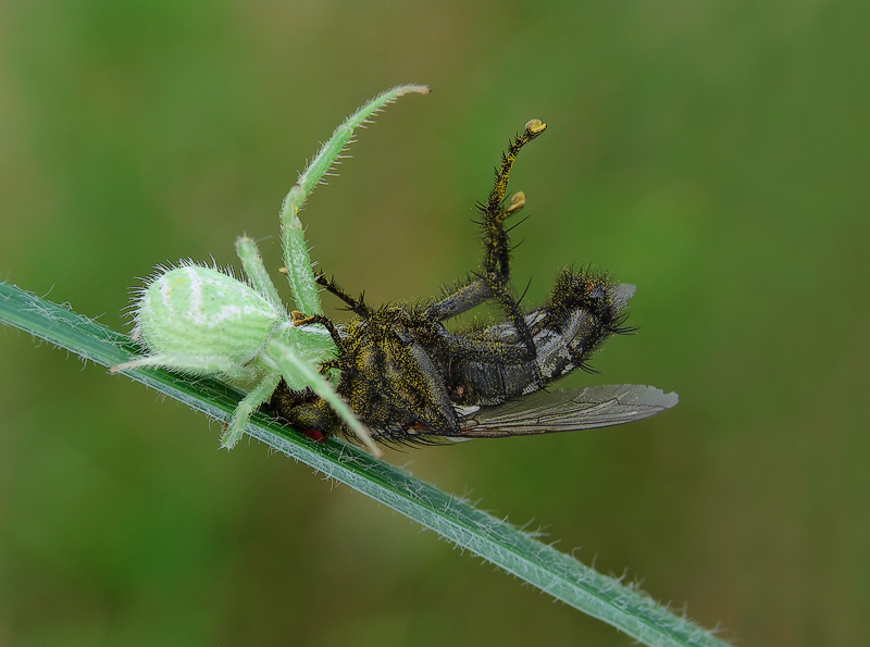 photo "BigMac" tags: nature, macro and close-up, insect