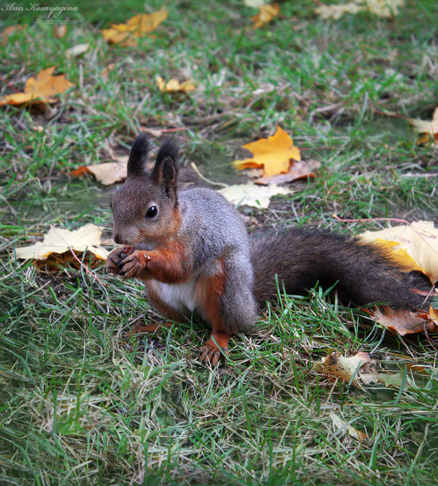 photo "Squirrel" tags: nature, wild animals