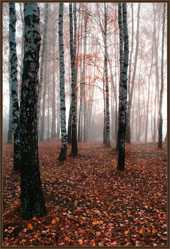 photo "***" tags: landscape, autumn, forest