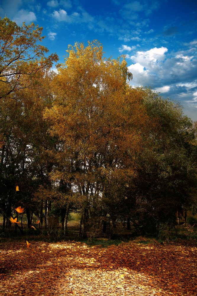 photo "Autumn afternoon playing wind leaves ..." tags: landscape, autumn