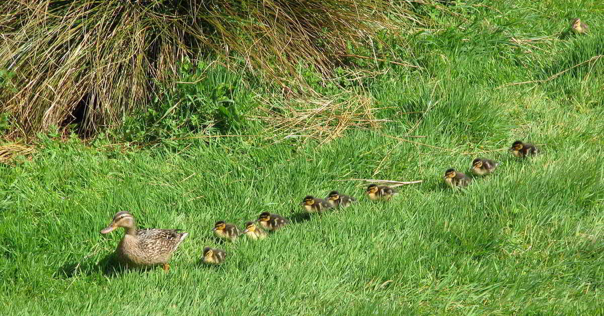 photo "Following Mum." tags: nature, pets/farm animals