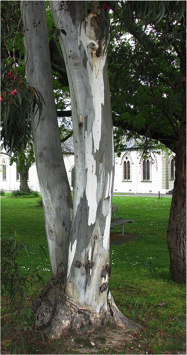 photo "Eucalyptus Tree Bark" tags: nature, flowers