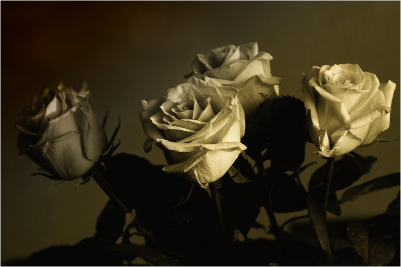 photo "Roses" tags: still life, nature, flowers