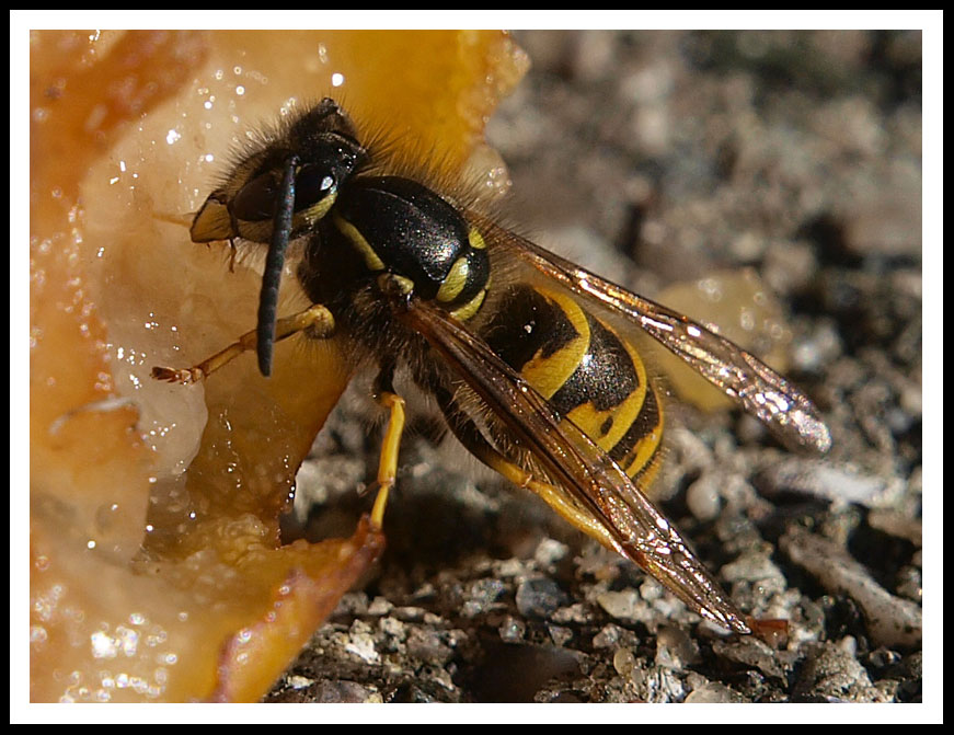 photo "***" tags: nature, macro and close-up, insect