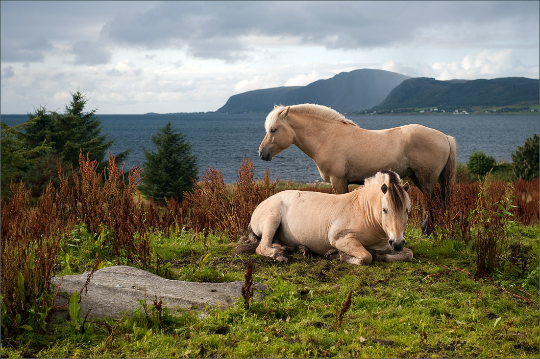 photo "***" tags: landscape, nature, pets/farm animals