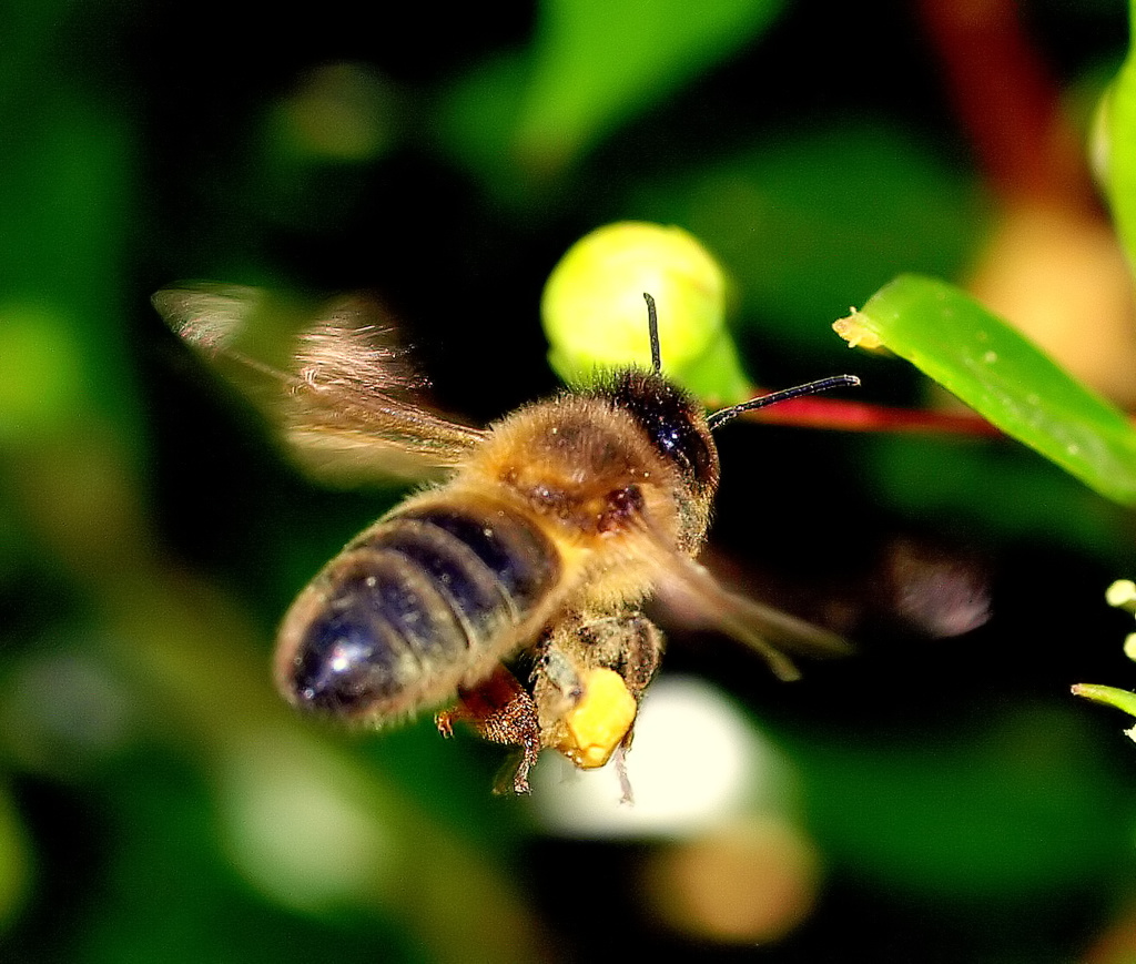 photo "Always working for honey..." tags: nature, insect