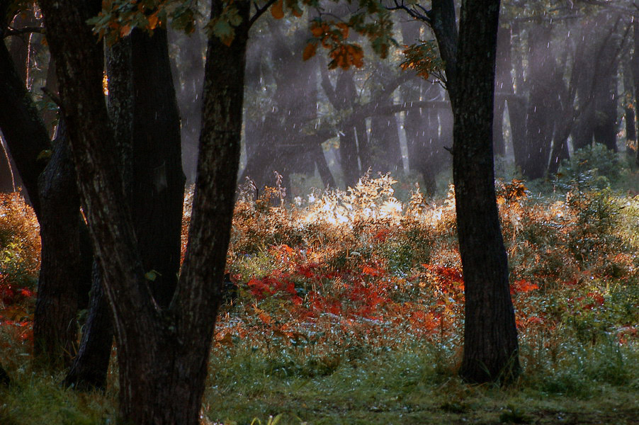 фото "Траволечение" метки: пейзаж, осень