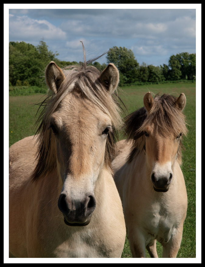 photo "Hello" tags: nature, portrait, pets/farm animals