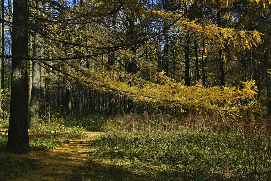 фото "лапы" метки: , 