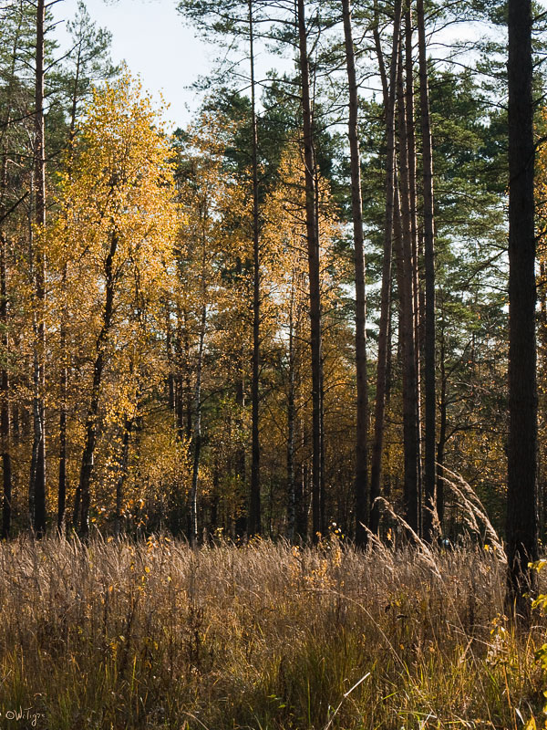 фото "В осеннем лесу" метки: пейзаж, лес, осень