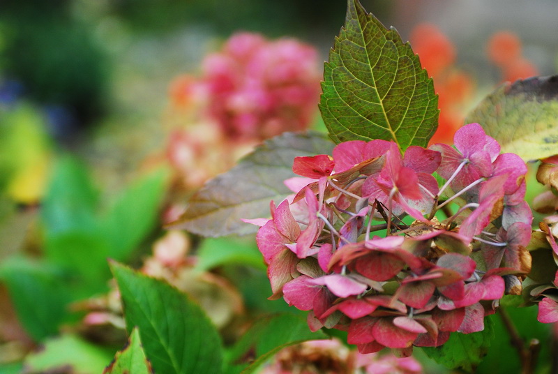 фото "Гортензия" метки: природа, цветы